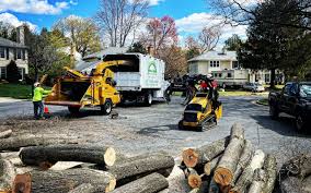 Best Tree Removal  in Chatham, IL