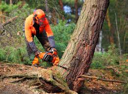 Best Fruit Tree Pruning  in Chatham, IL