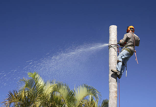 Best Leaf Removal  in Chatham, IL