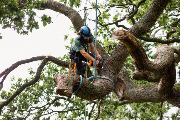 Best Hazardous Tree Removal  in Chatham, IL