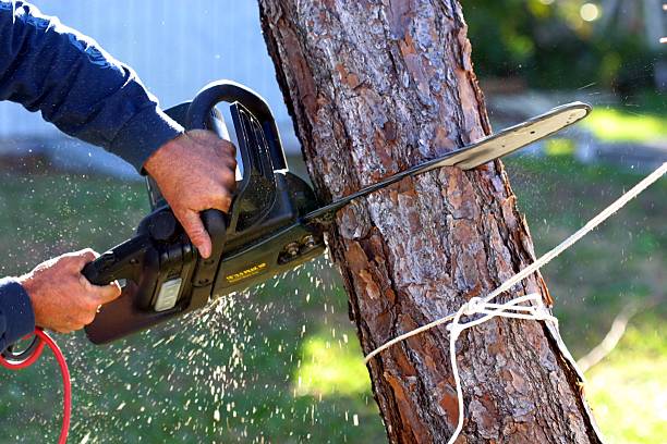 Best Tree Removal  in Chatham, IL