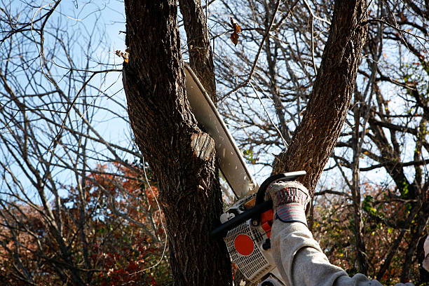 Best Commercial Tree Services  in Chatham, IL