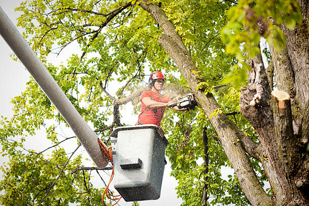 Best Tree Preservation Services  in Chatham, IL