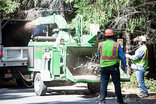 Best Storm Damage Tree Cleanup  in Chatham, IL