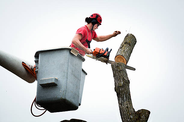 Best Tree Trimming and Pruning  in Chatham, IL